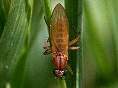 Pointed-winged Fly